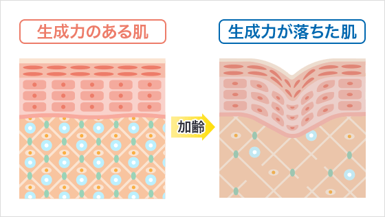 図：生成力のある肌の断面図と生成力が落ちた肌の断面図